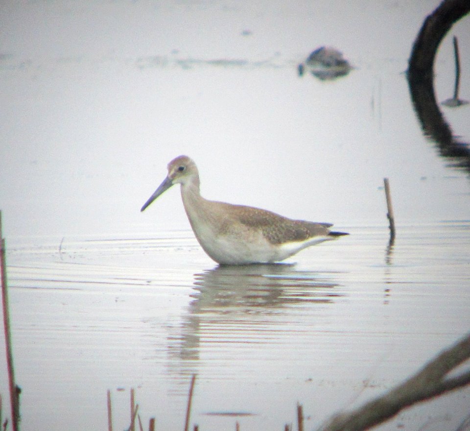 IMG 1870 c Willet Samuel Myers Park Racine WI 8-10-2015