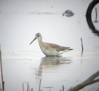 IMG 1870 c Willet Samuel Myers Park Racine WI 8-10-2015