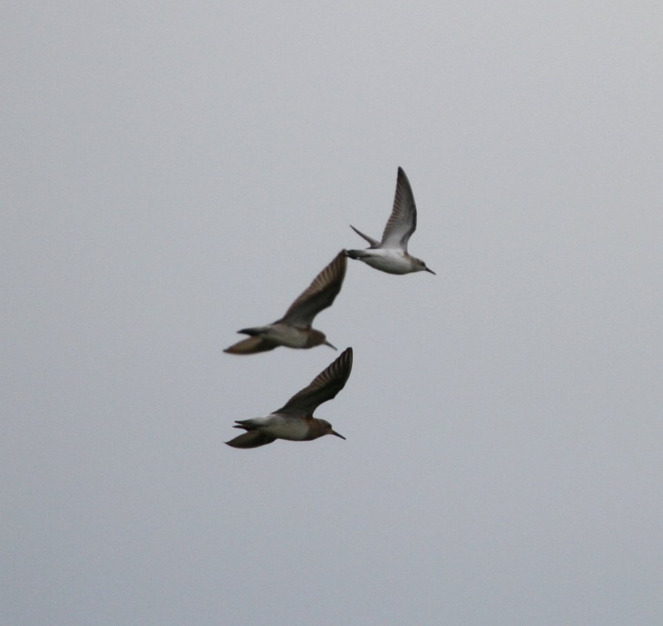 IMG 1671. c Pectoral and Semipalmated Sandpiper Whispering Willows Kankake Co IL 9-1-2015