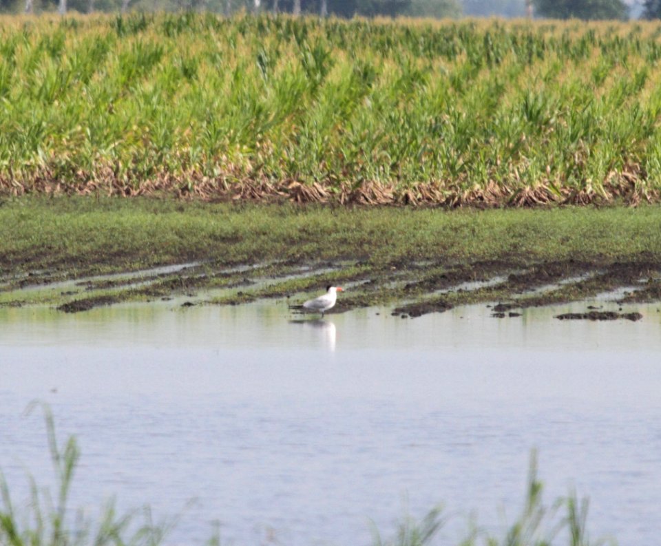 IMG 0718 c Caspian Tern Whispering Willows Kankakee IL 7-26-2015