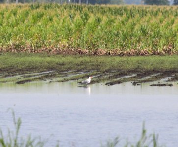 IMG 0718 c Caspian Tern Whispering Willows Kankakee IL 7-26-2015