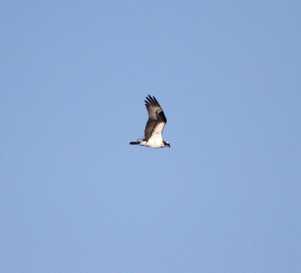 IMG 2419 c Osprey River Rd Park Kankakee IL 9-16-2016