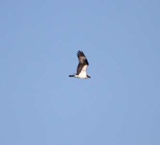 IMG 2419 c Osprey River Rd Park Kankakee IL 9-16-2016