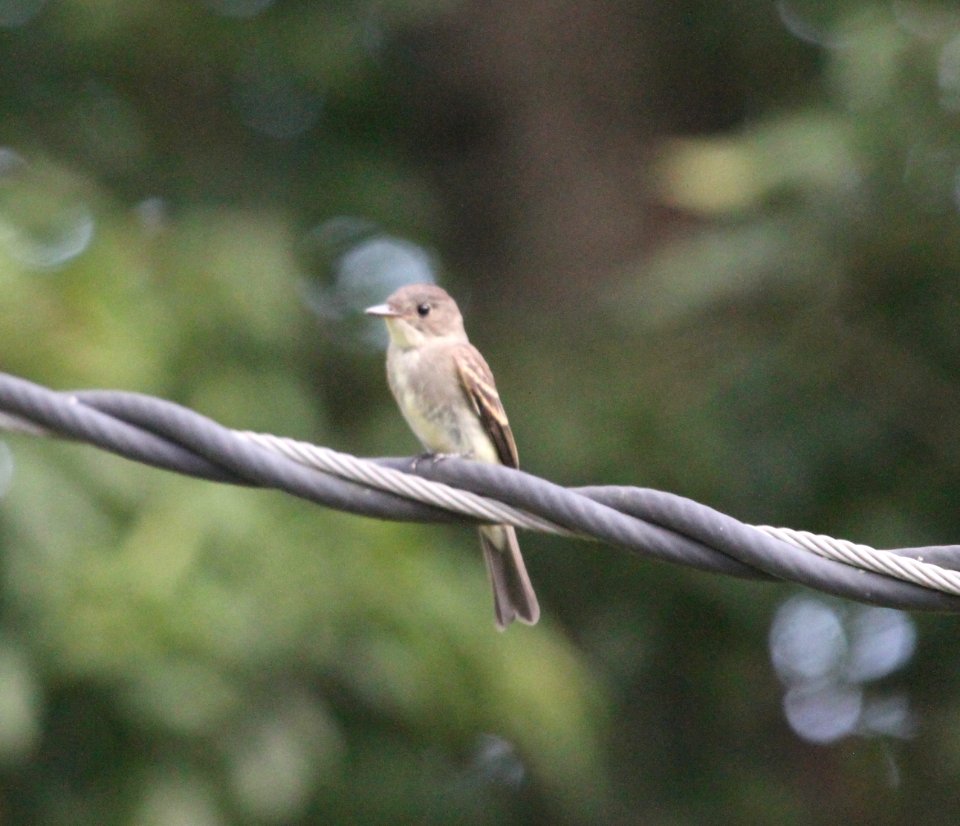 IMG 2452 c Eastern Wood-Pewee Hse Kankakee IL 9-17-2015