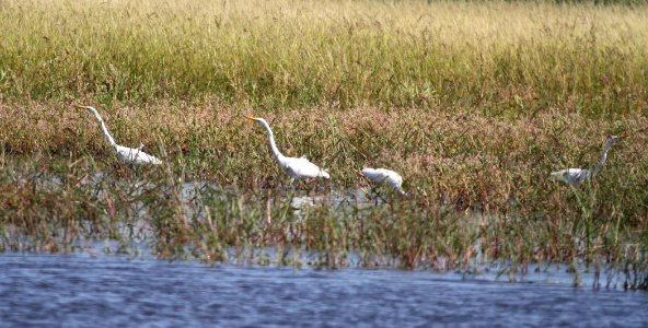 IMG 1404 c Great Egret Whispering Willows Kankakee Co IL 8-22-2015