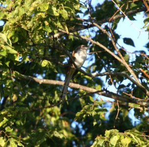 IMG 1236 c Black-billed Cuckoo Perry Farm Bourbonnais IL 8-22-2015