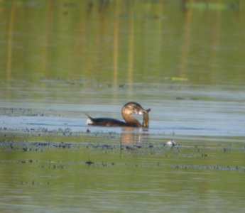 DSCN7927 c Pied-billed Grebe TNC Kankakee Sands IN 8-13-2015 photo