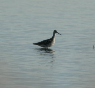 DSCN7662 c Greater Yellowlegs Whispering Willows Kankakee Co IL 7-28-2015