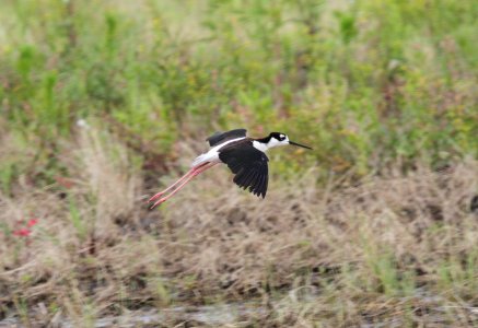 IMG 0170 c Black-necked Stilt Whispering Willows Bourbonnais IL 7-2-2015