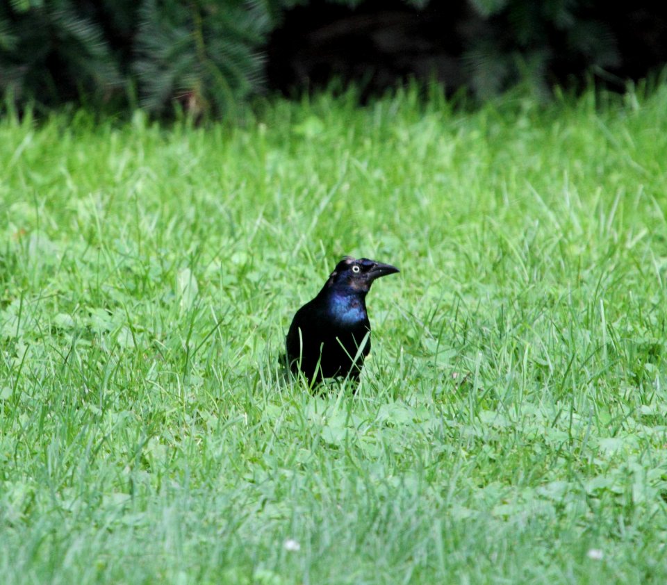 IMG 0788 (2) c Common Grackle Hse Kankakee IL 7-27-2015