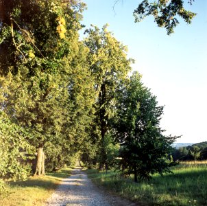 Kiev-80 with MIR-38V 3,5/65 - Lime Alley in Nové dvory