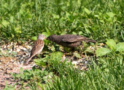 IMG 0376 c Chipping Sparrow Feeding Brown-headed Cowbird Hse Kankakee IL 7-5-2015