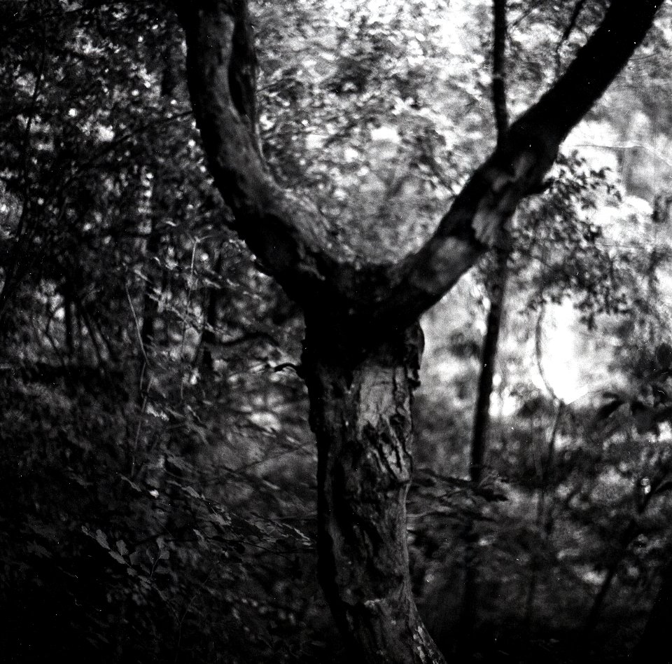 Kiev-80 with MIR-38V 3,5/65 - Forest Demon
