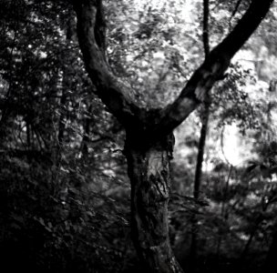 Kiev-80 with MIR-38V 3,5/65 - Forest Demon