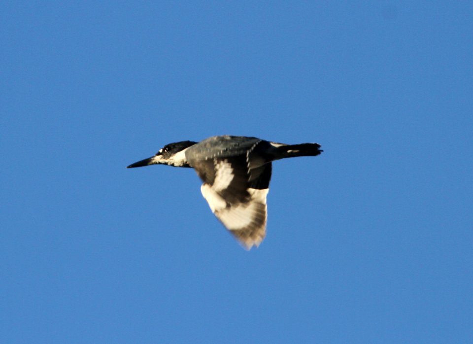 IMG 2223 c Belted Kingfisher Kankakee IL 9-14-2015