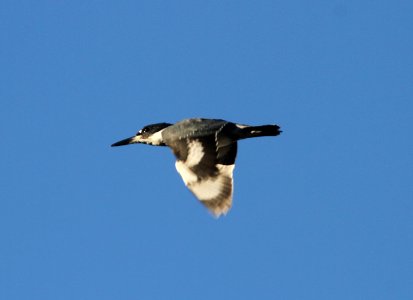 IMG 2223 c Belted Kingfisher Kankakee IL 9-14-2015