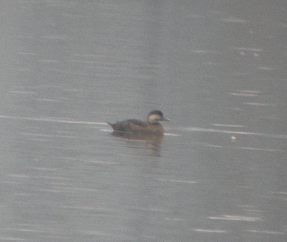 DSCN6209 c Black Scoter Willow Slough FWA IN 4-16-2015