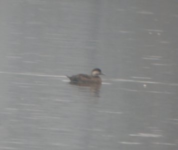 DSCN6209 c Black Scoter Willow Slough FWA IN 4-16-2015 photo