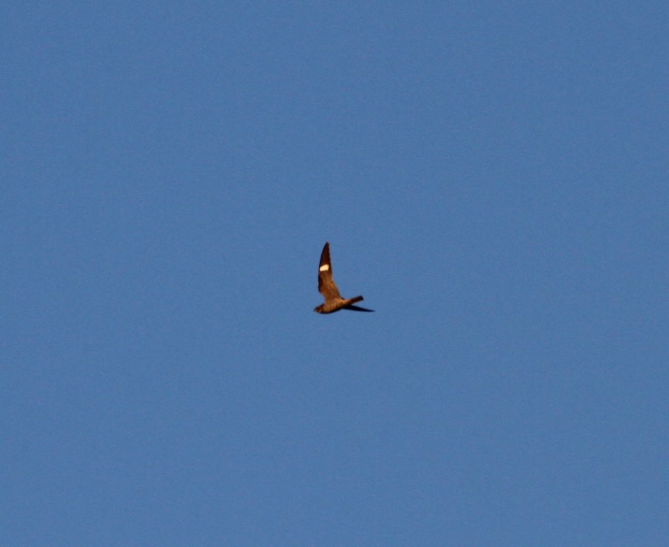 IMG 2183 c Common Nighthawk Kankakee IL 9-14-2015