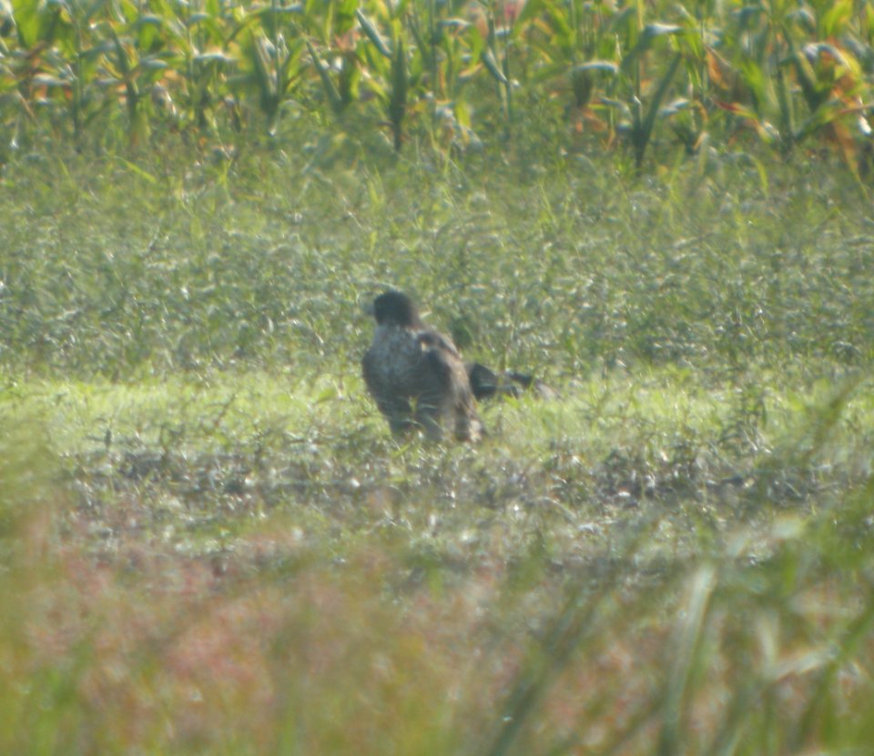 DSCN8062 c Peregrine Falcon Whispering Willows Kankakee Co IL 8-27-2015