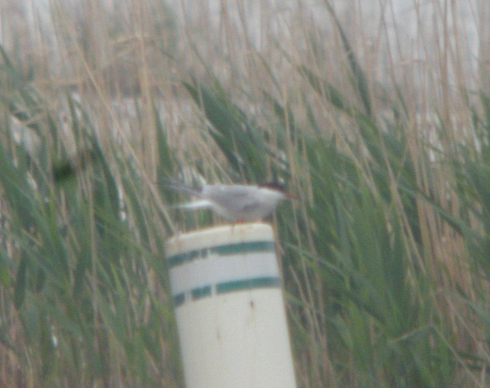 DSCN6761 c Common Tern Willow Slough FWA IN 5-17-2015