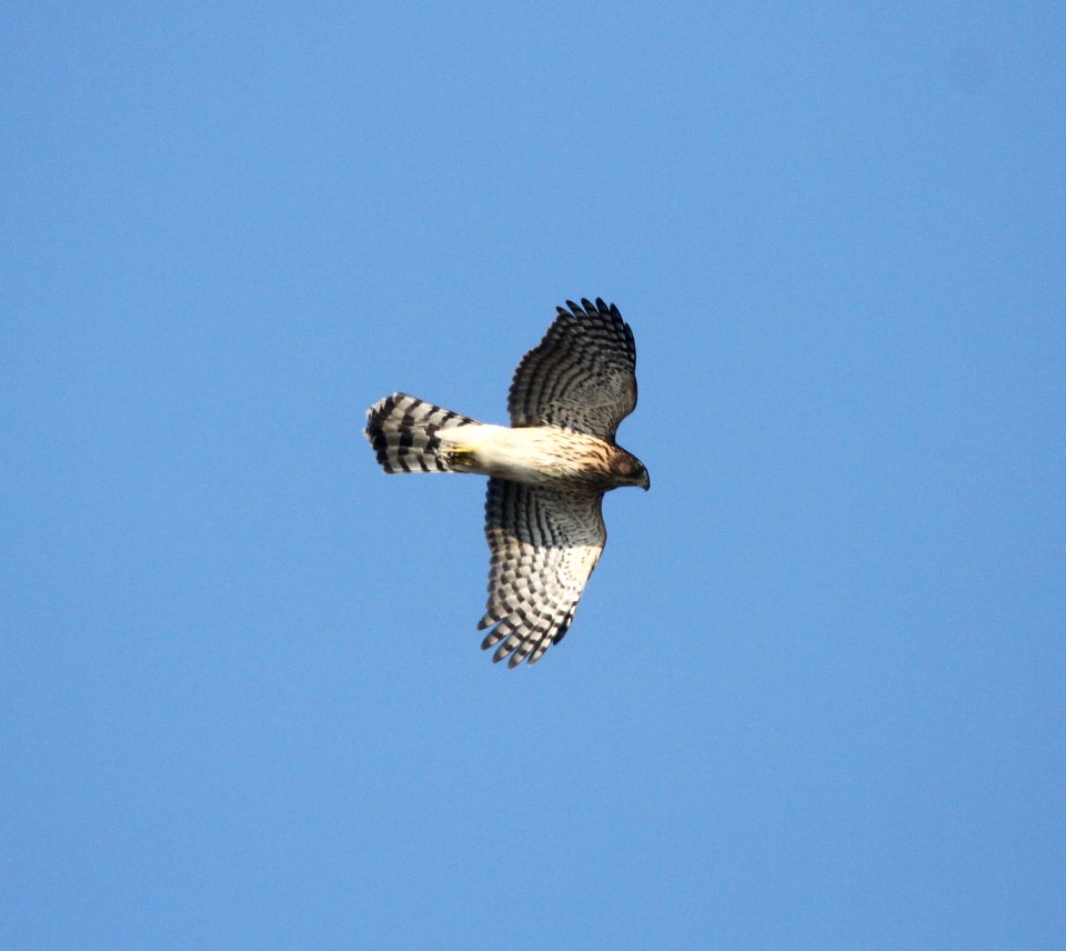 IMG 1689 c Cooper's Hawk Kankakee IL 9-3-2015