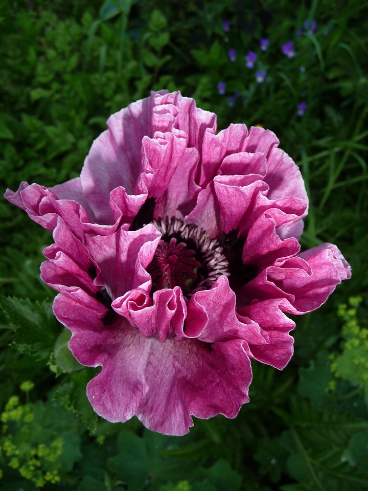 Patty's plum flower papaver