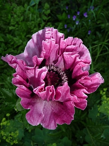 Patty's plum flower papaver