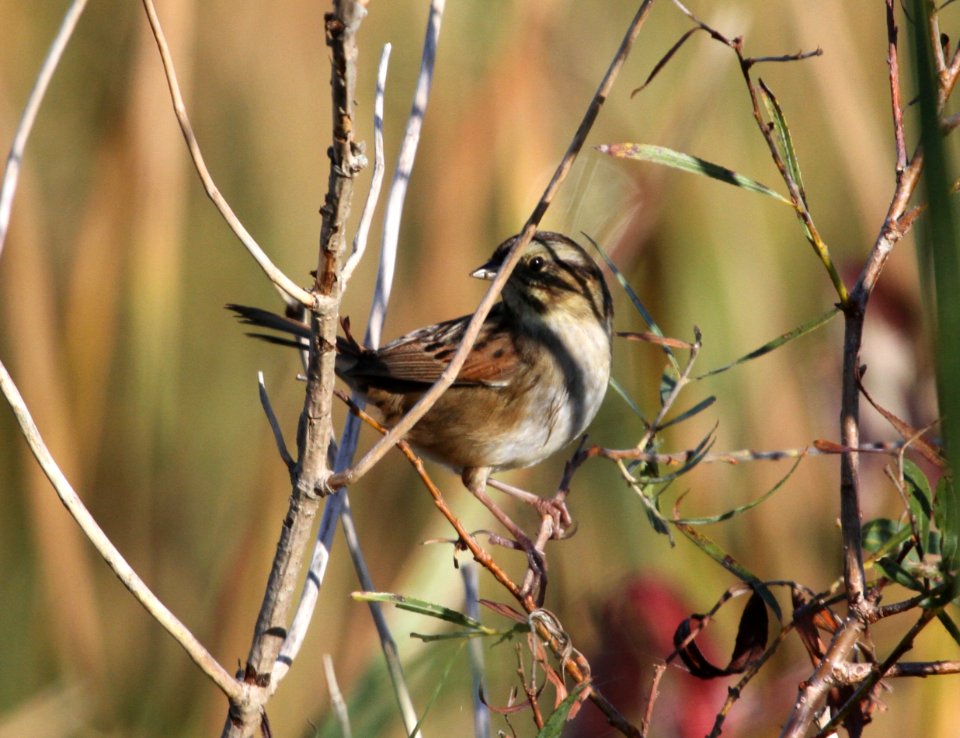 IMG 2928 c Swamp Sparrow Willow Slough FWA IN 9-23-2015