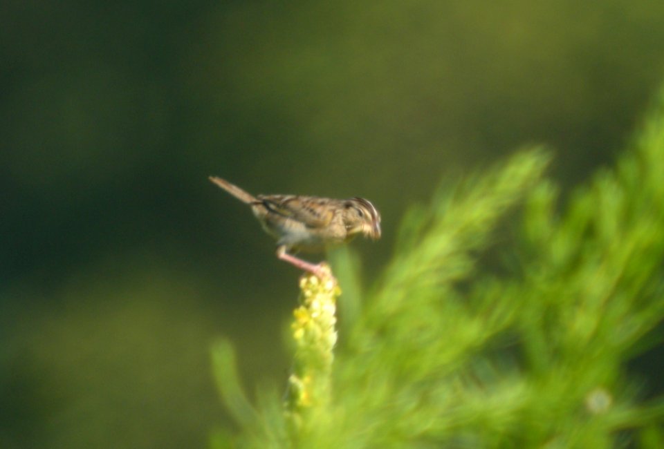 DSCN7640 c Grasshopper Sparrow Willow Slough FWA IN 7-22-2015