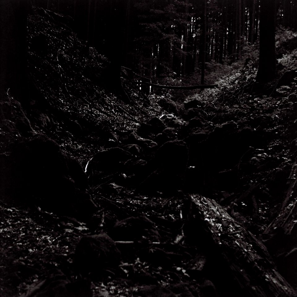 Flexaret 3a - Valley in the Woods