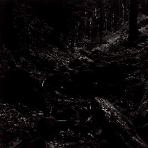 Flexaret 3a - Valley in the Woods