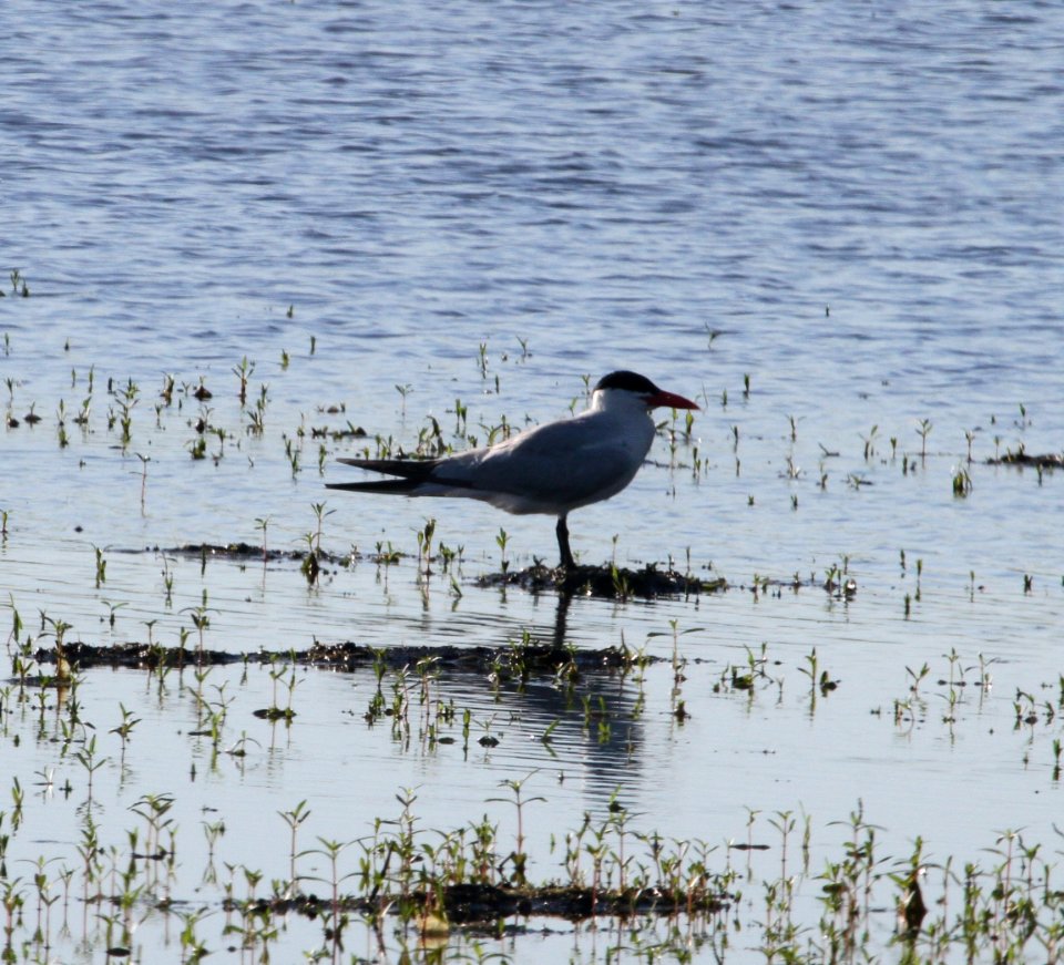 IMG 0818 c Caspian Tern Whispering Willows Kankakee IL 7-31-2015