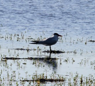 IMG 0818 c Caspian Tern Whispering Willows Kankakee IL 7-31-2015 photo