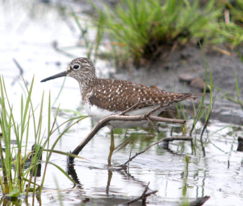 DSCN6513 c Solitary Sandpiper Aroma Park IL 5-4-2015