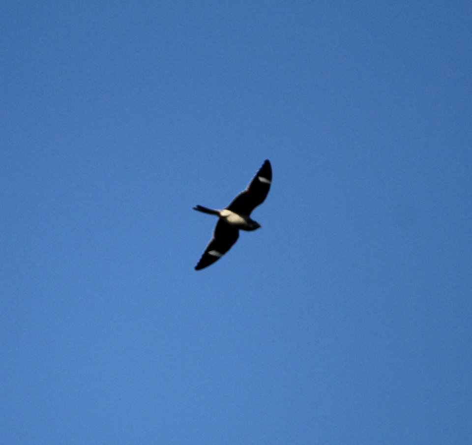 IMG 1749 c Common Nighthawk Kankakee IL 9-4-2015