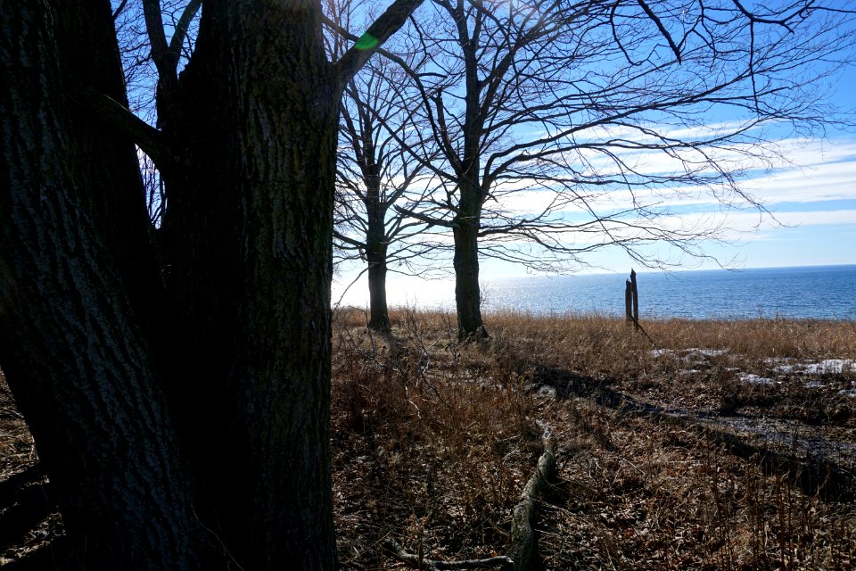 Trees near Pickering and Lake Ontario
