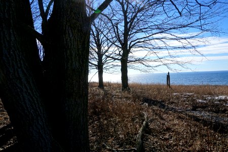 Trees near Pickering and Lake Ontario