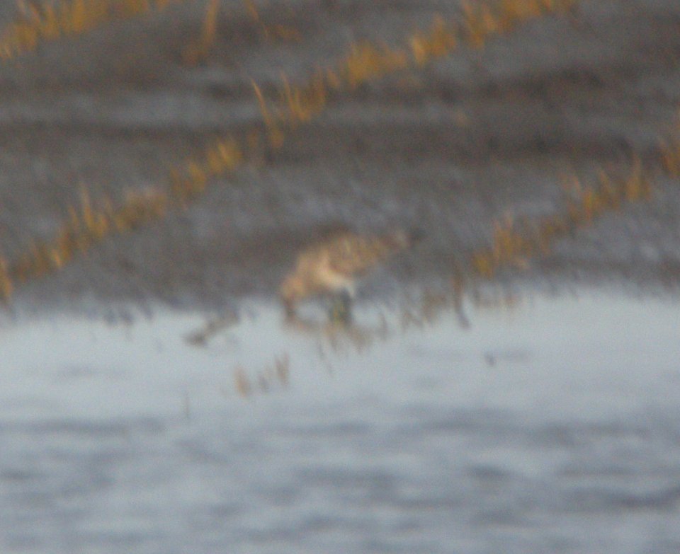DSCN7852 c Baird's Sandpiper Whispering Willows Kankakee Co IL 8-8-2015