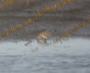 DSCN7852 c Baird's Sandpiper Whispering Willows Kankakee Co IL 8-8-2015