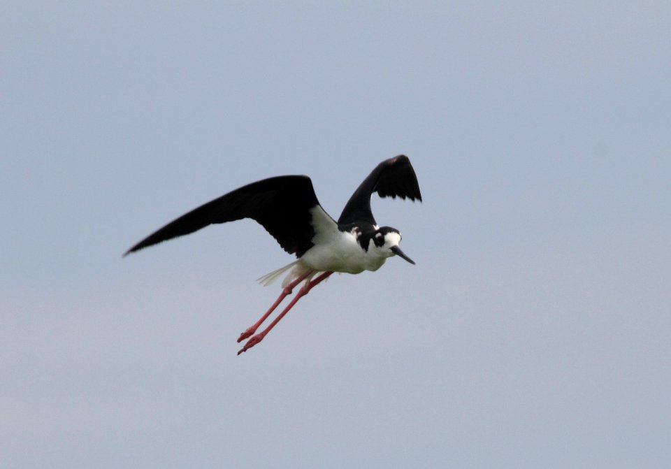 IMG 0740 c Black-necked Stilt Whispering Willows Kankakee IL 7-26-2015