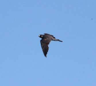 IMG 1504 c Peregrine Falcon Whispering Willows Kankakee Co IL 8-25-2015