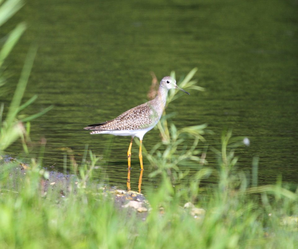 IMG 1137 c Lesser Yellowlegs Whispering Willows Kankakee Co IL 8-17-2015
