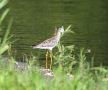 IMG 1137 c Lesser Yellowlegs Whispering Willows Kankakee Co IL 8-17-2015