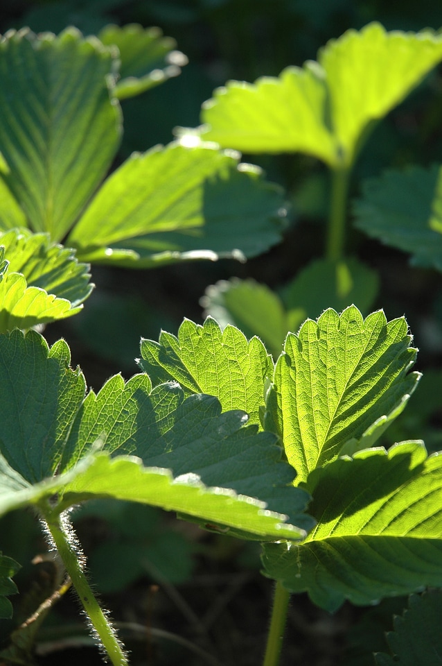 Nature green light