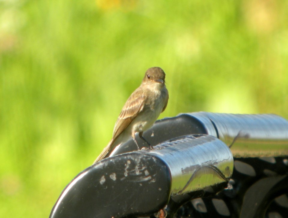 DSCN7745 c Eastern Phoebe Whispering Willows Kankakee Co IL 7-31-2015