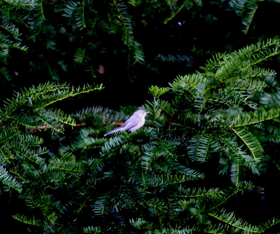 IMG 0916 c Blue-gray Gnatcatcher Hse Kankakee IL 8-4-2015