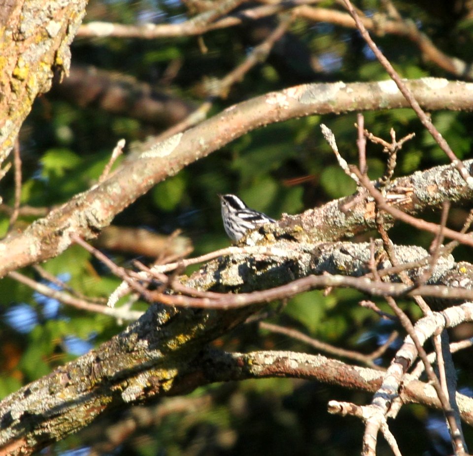 IMG 1241 c Black-and-White Warbler Perry Farm Bourbonnais IL 8-22-2015
