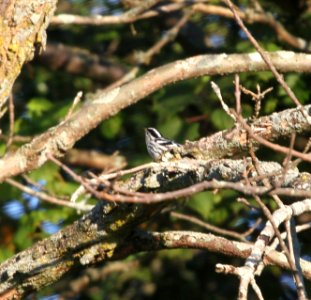 IMG 1241 c Black-and-White Warbler Perry Farm Bourbonnais IL 8-22-2015