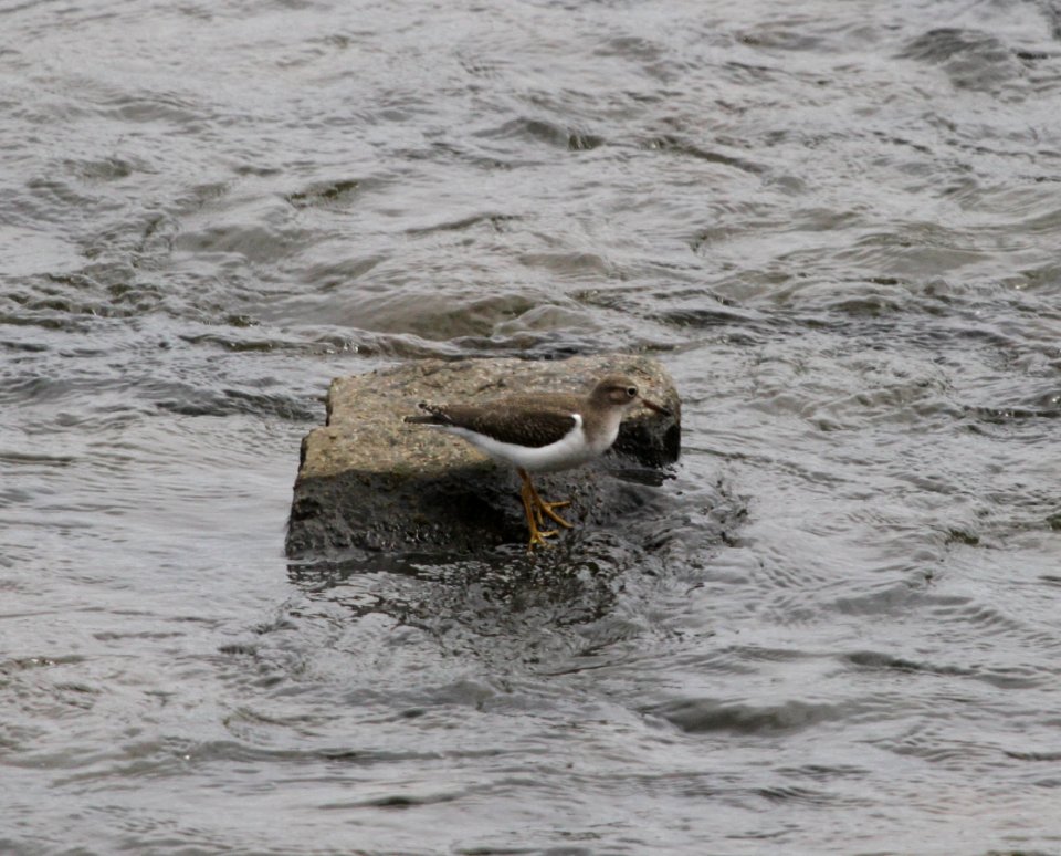 IMG 1594 c Spotted Sandpiper Dam Kankakee IL 8-27-2015